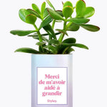 Merci de m'avoir aidé à grandir - Plante Crassula varié