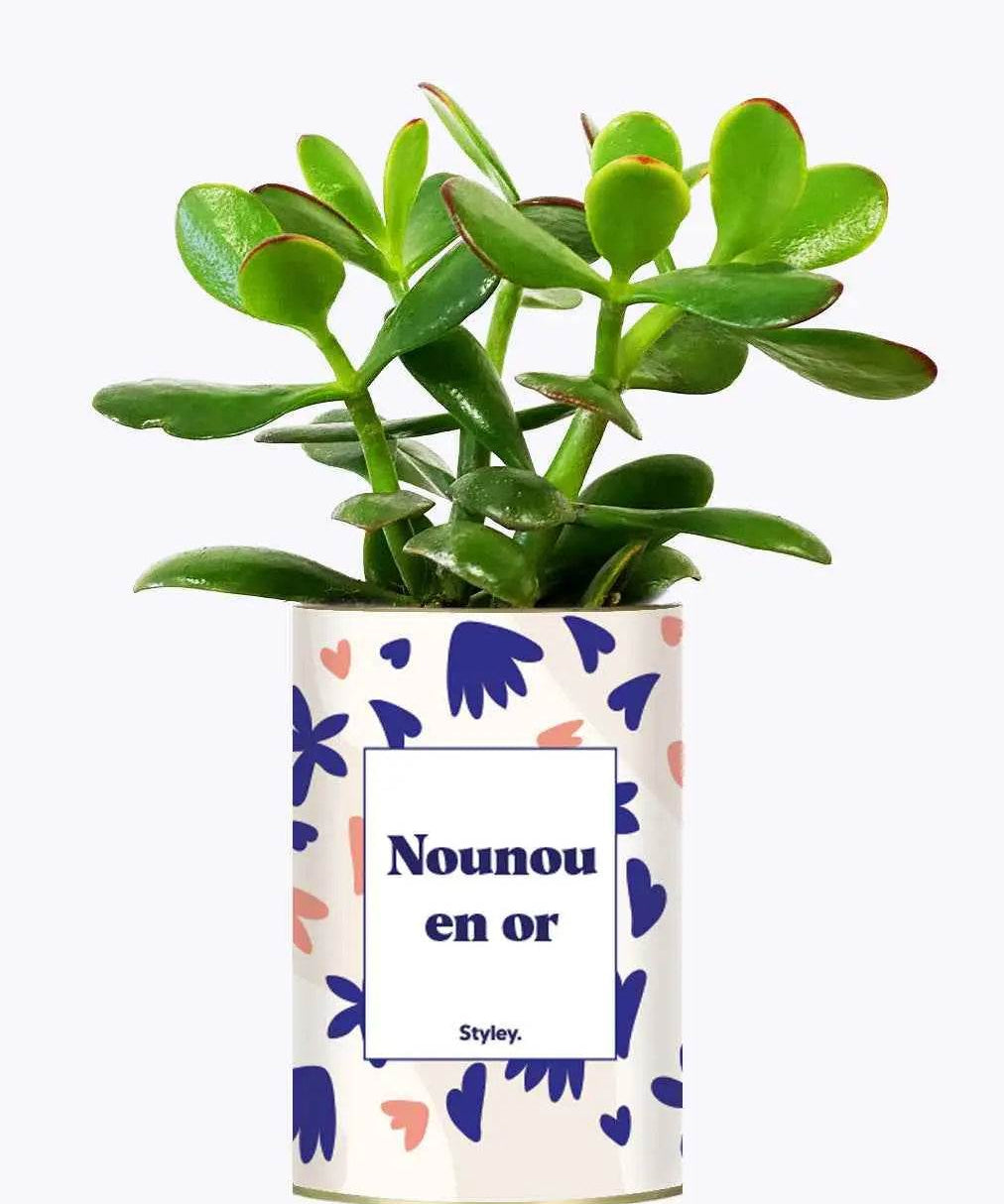 Nounou en or - Plante Crassula varié