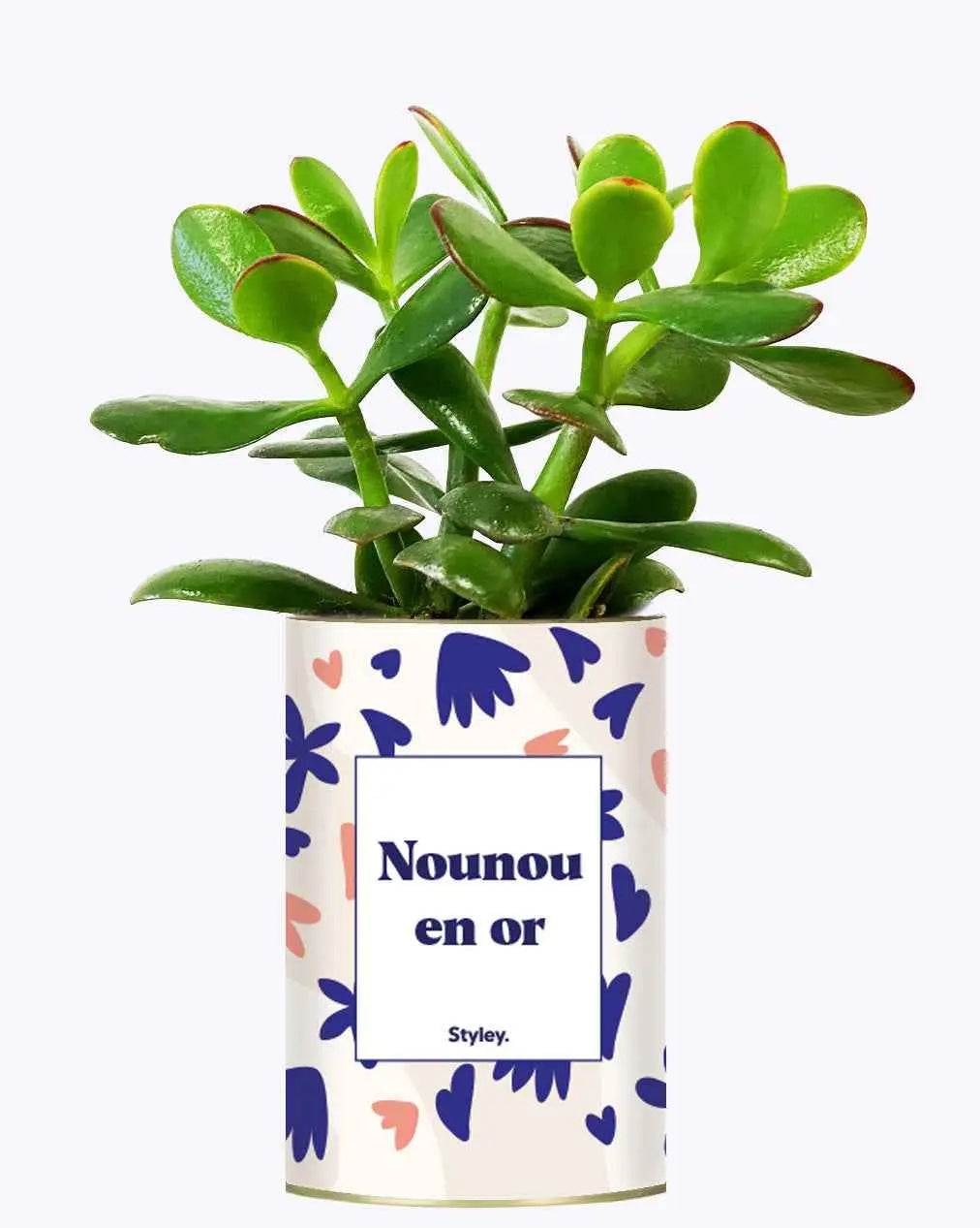 Nounou en or - Plante Crassula varié