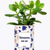 Nounou en or - Plante Crassula varié