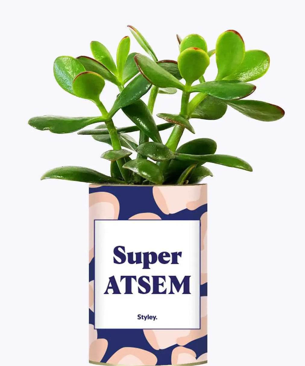 Super ATSEM - Plante Crassula varié
