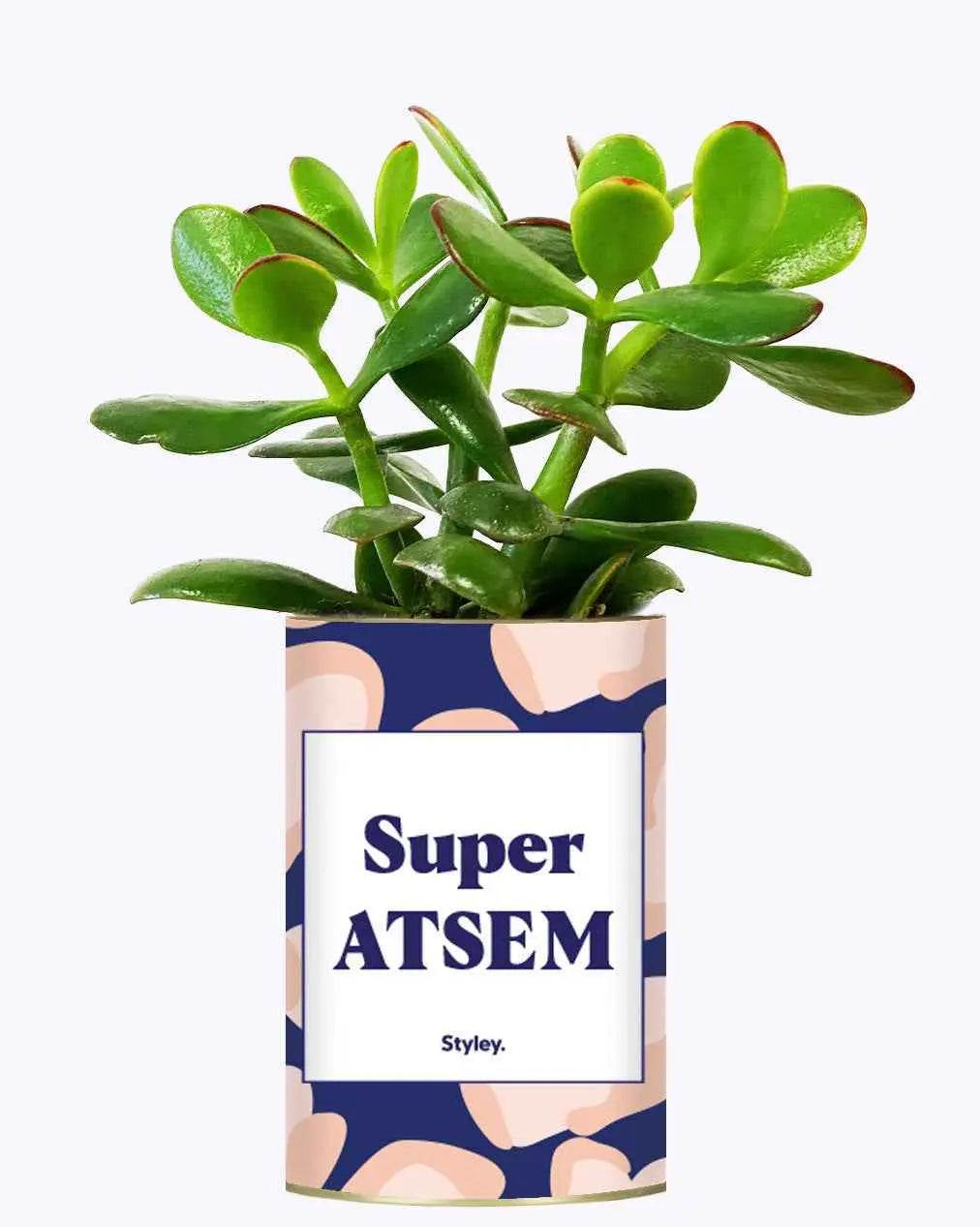 Super ATSEM - Plante Crassula varié
