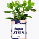 Super ATSEM - Plante Crassula varié