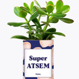 Super ATSEM - Plante Crassula varié