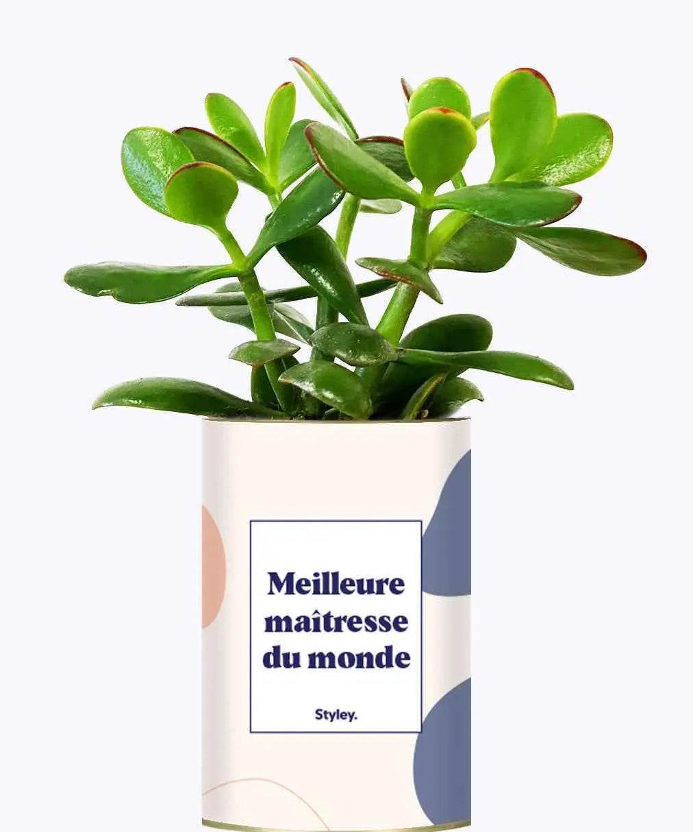 Meilleure maîtresse du monde - Plante Crassula varié