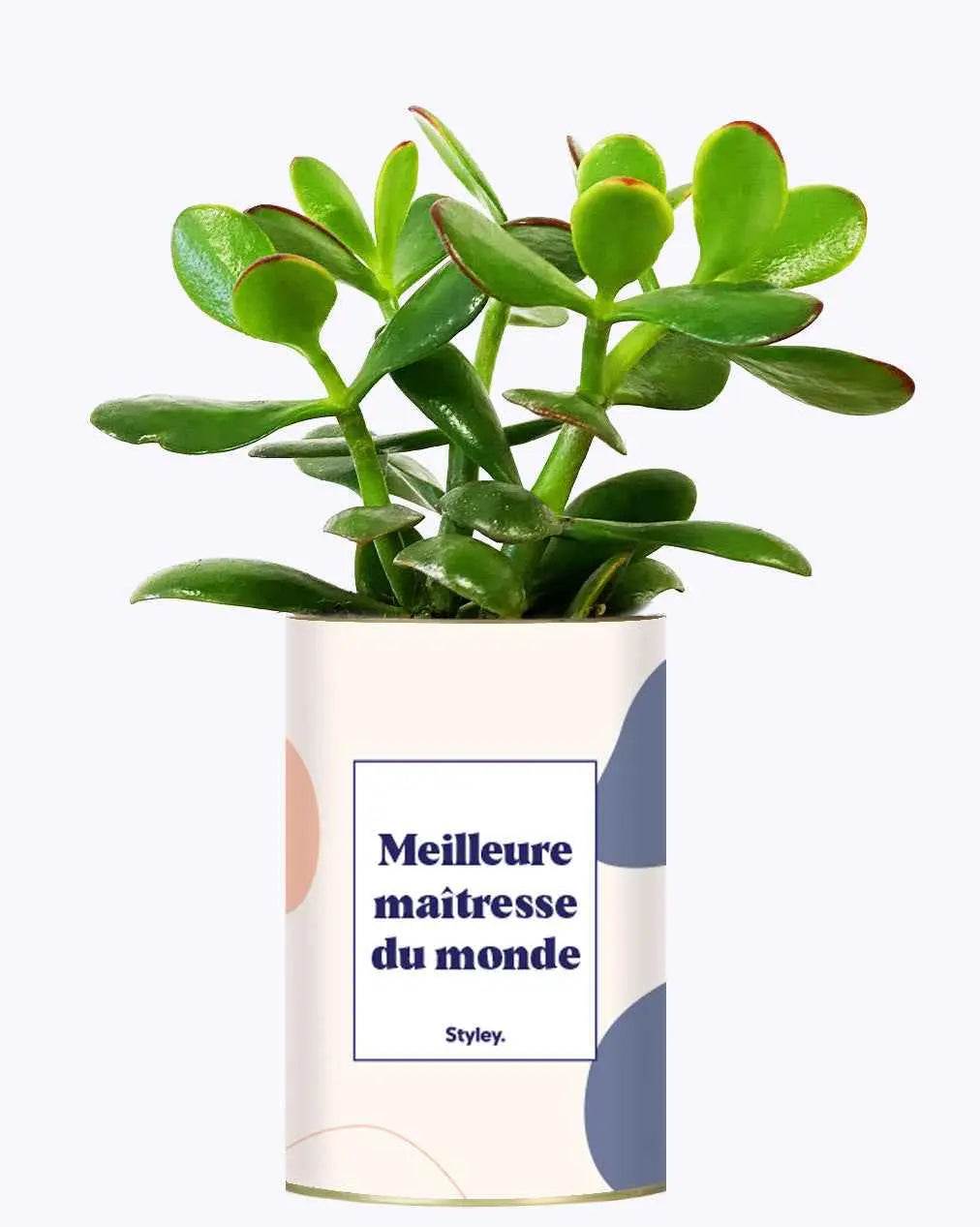Meilleure maîtresse du monde - Plante Crassula varié