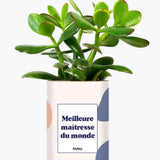 Meilleure maîtresse du monde - Plante Crassula varié