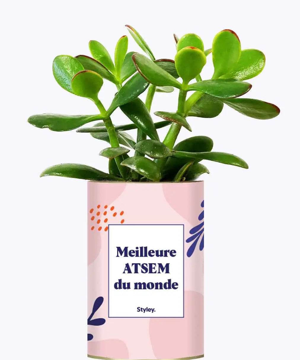Meilleure ATSEM du monde - Plante Crassula varié