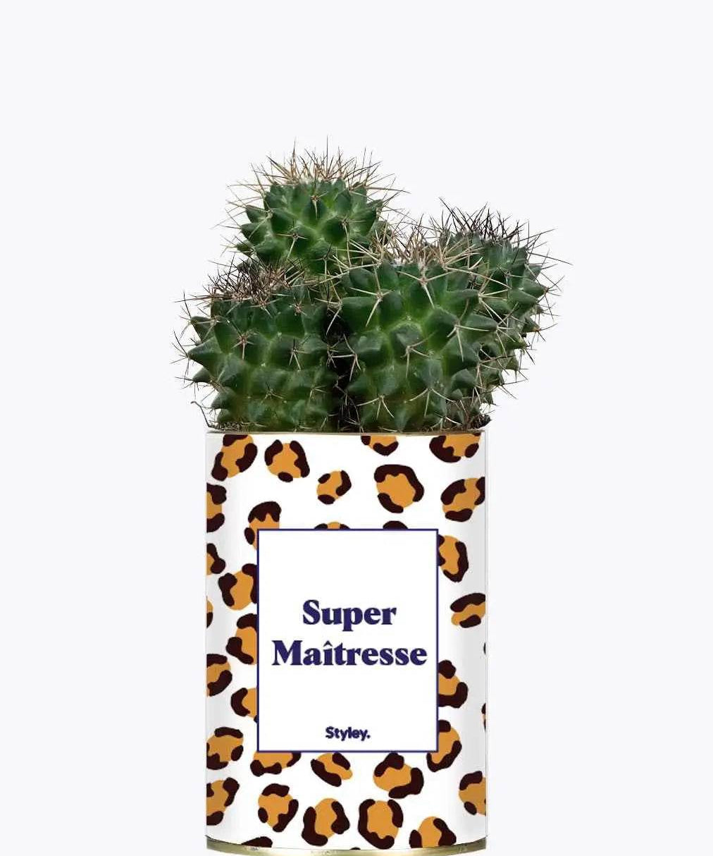 Super Maîtresse - Plante Cactus varié