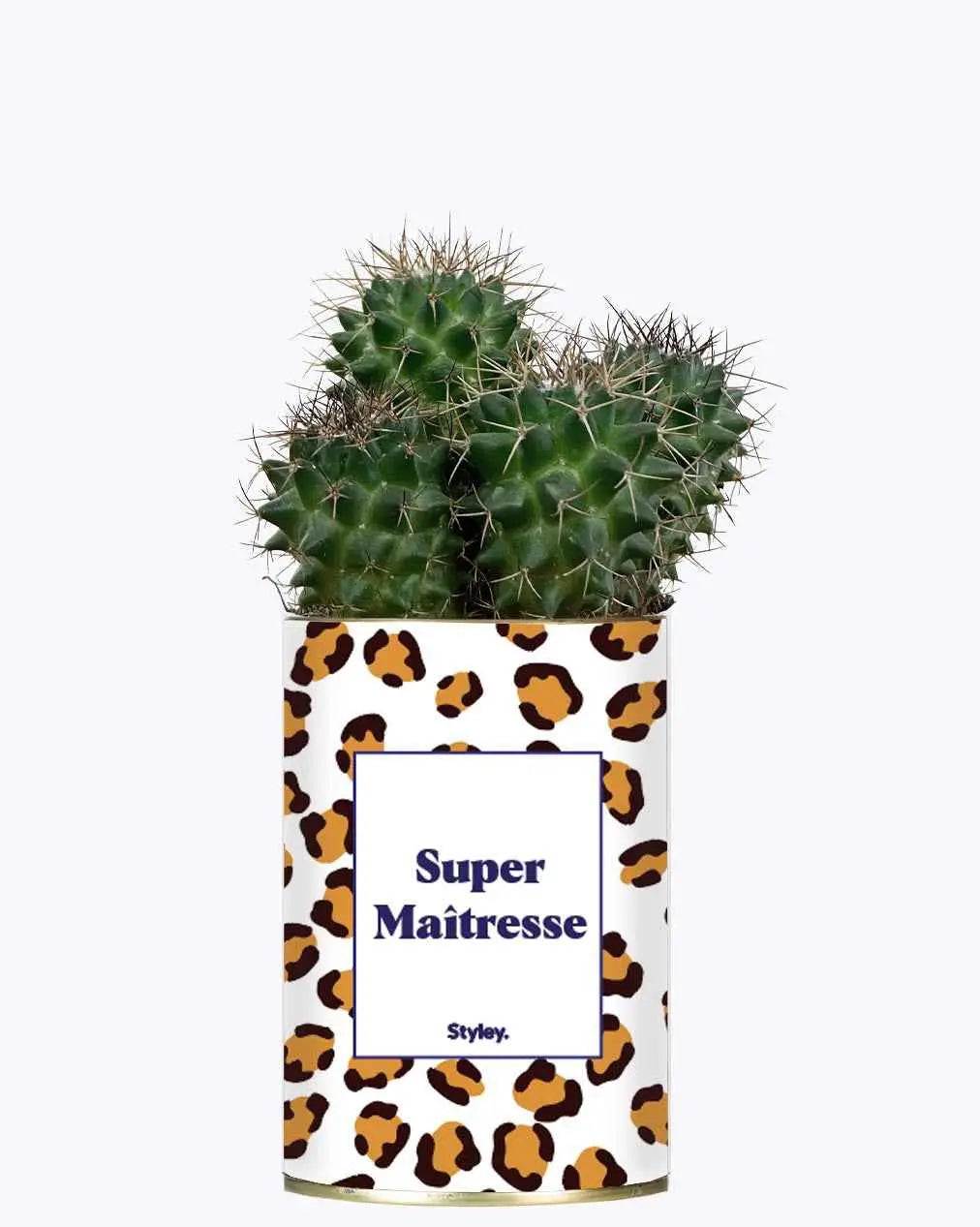 Super Maîtresse - Plante Cactus varié