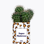 Super Maîtresse - Plante Cactus varié