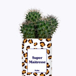 Super Maîtresse - Cactus