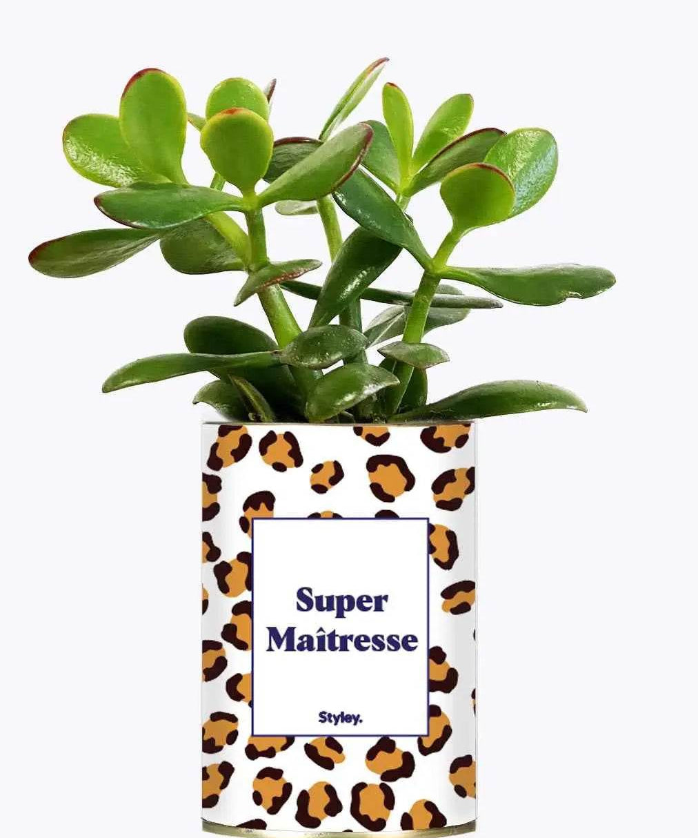 Super Maîtresse - Plante Crassula varié
