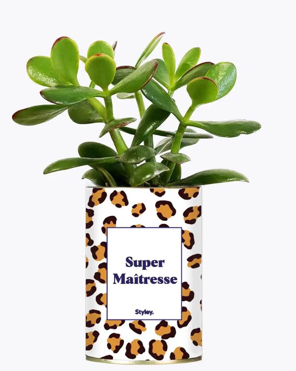 Super Maîtresse - Plante Crassula varié
