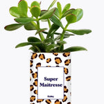 Super Maîtresse - Plante Crassula varié