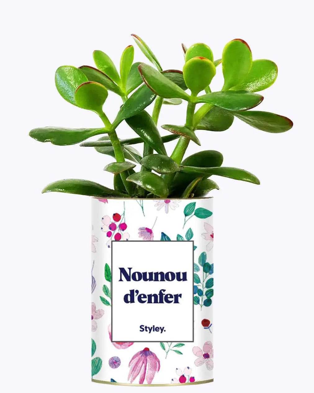 Nounou d'enfer - Plante Crassula varié