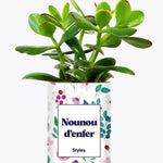Nounou d'enfer - Plante Crassula varié