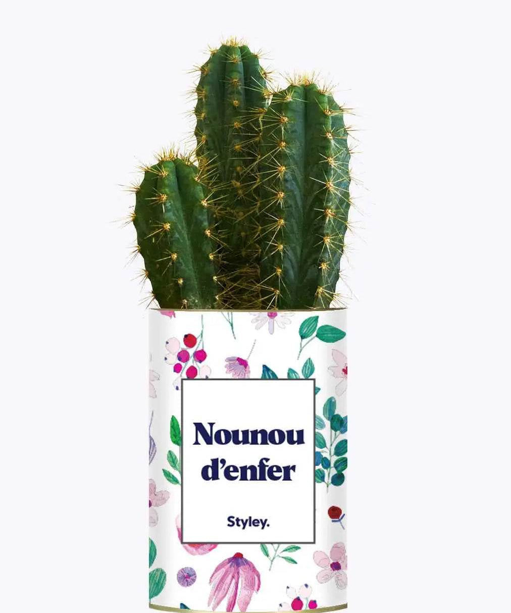 Nounou d'enfer - Plante Cactus varié