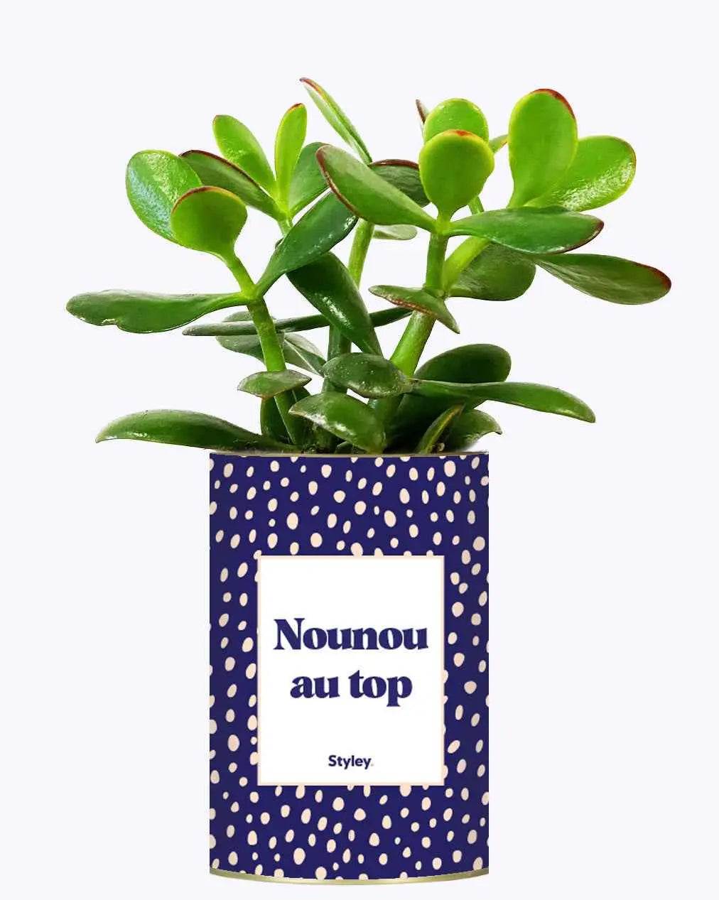 Nounou au top - Plante Crassula varié