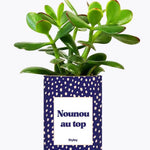 Nounou au top - Plante Crassula varié