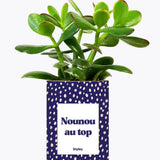 Nounou au top - Plante Crassula varié