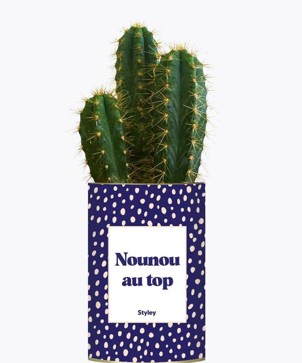 Nounou au top - Plante Cactus varié
