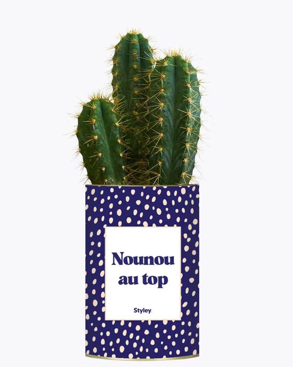 Nounou au top - Plante Cactus varié