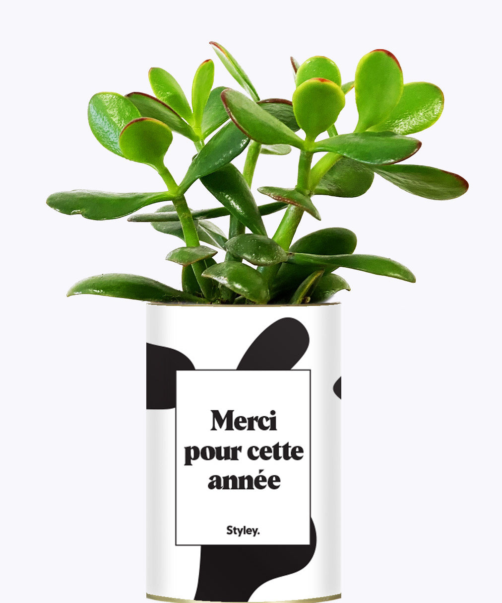 Merci pour cette année - Cactus