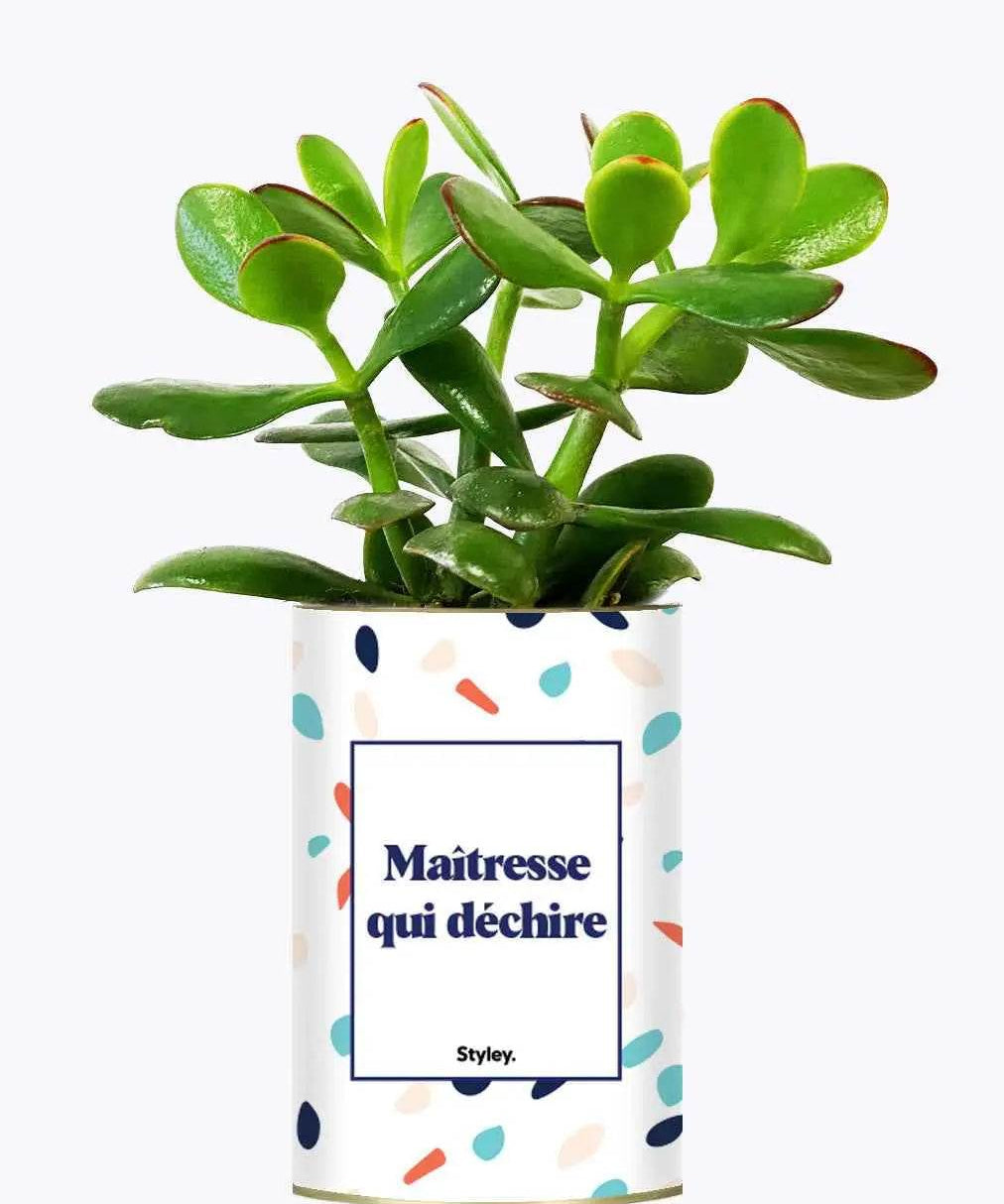Maîtresse qui déchire - Plante Crassula varié