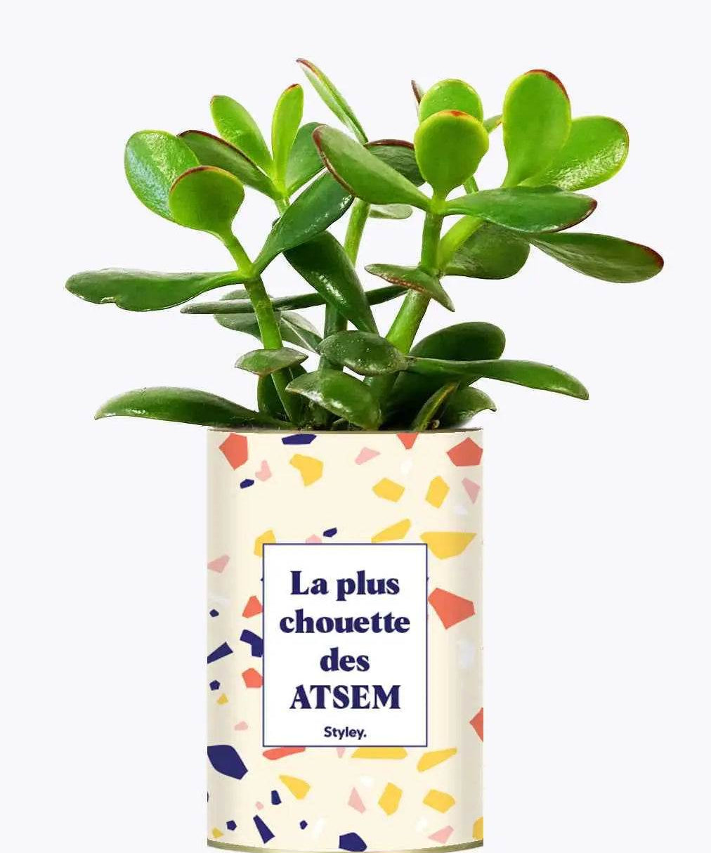 La plus chouette des ATSEM - Plante Crassula varié