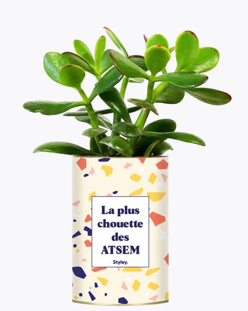 La plus chouette des ATSEM - Plante Crassula varié
