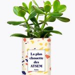 La plus chouette des ATSEM - Plante Crassula varié
