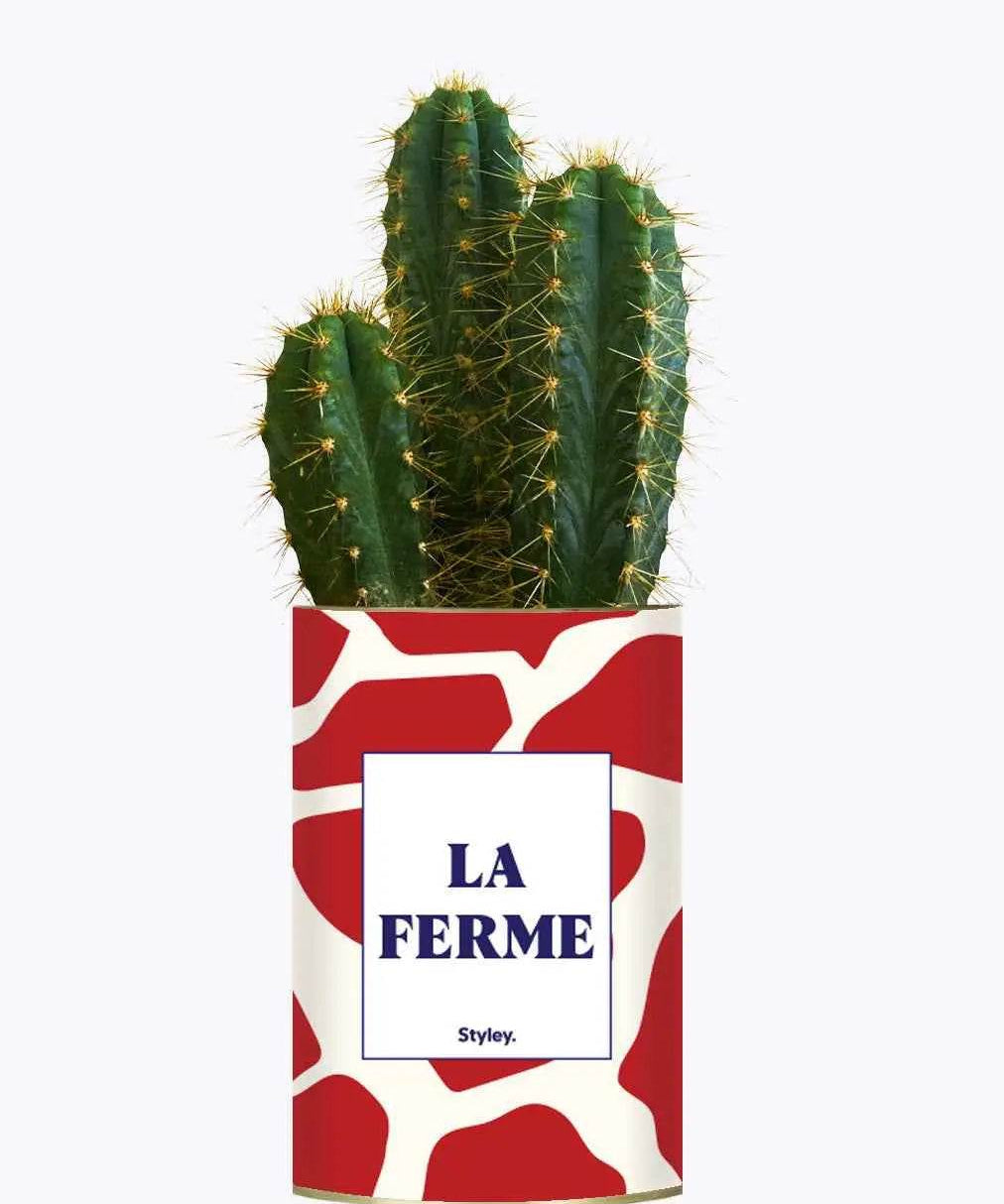 LA FERME - Plante Cactus varié