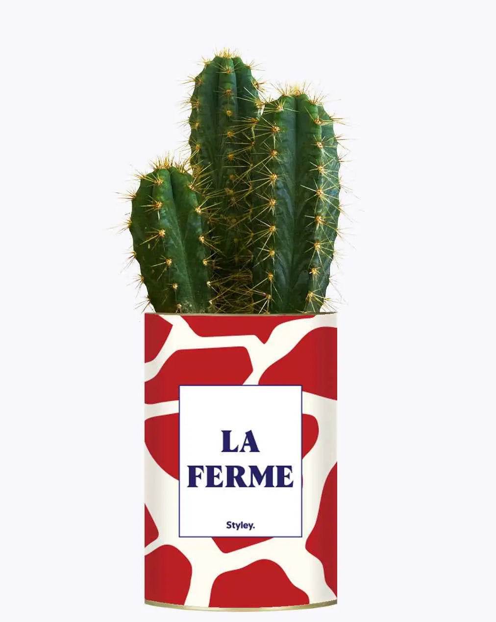 LA FERME - Plante Cactus varié