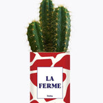 LA FERME - Plante Cactus varié