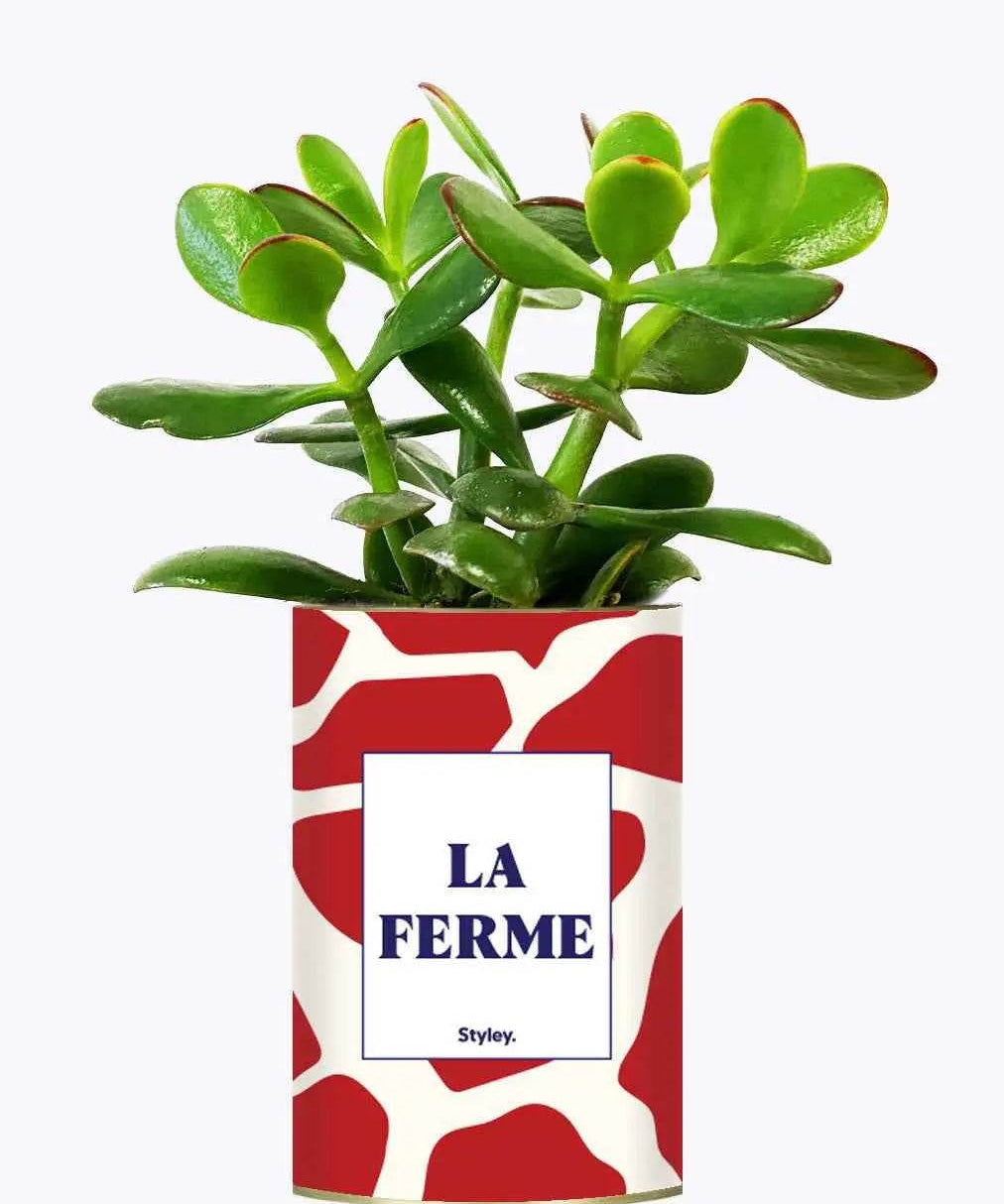 LA FERME - Plante Crassula varié