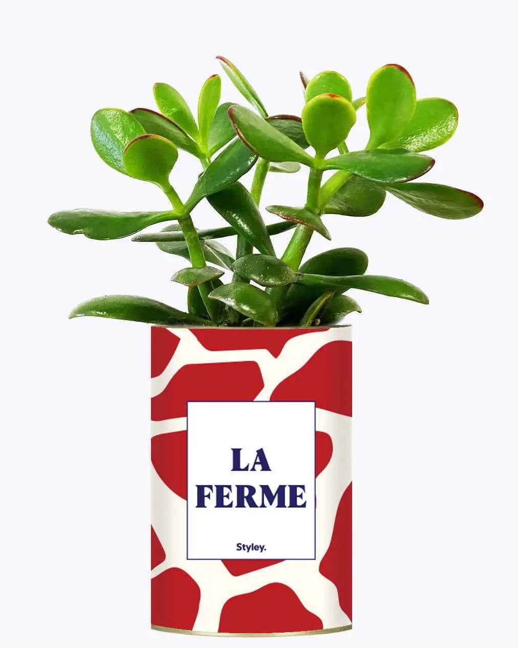 LA FERME - Plante Crassula varié