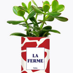 LA FERME - Plante Crassula varié