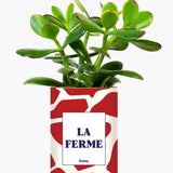 LA FERME - Plante Crassula varié