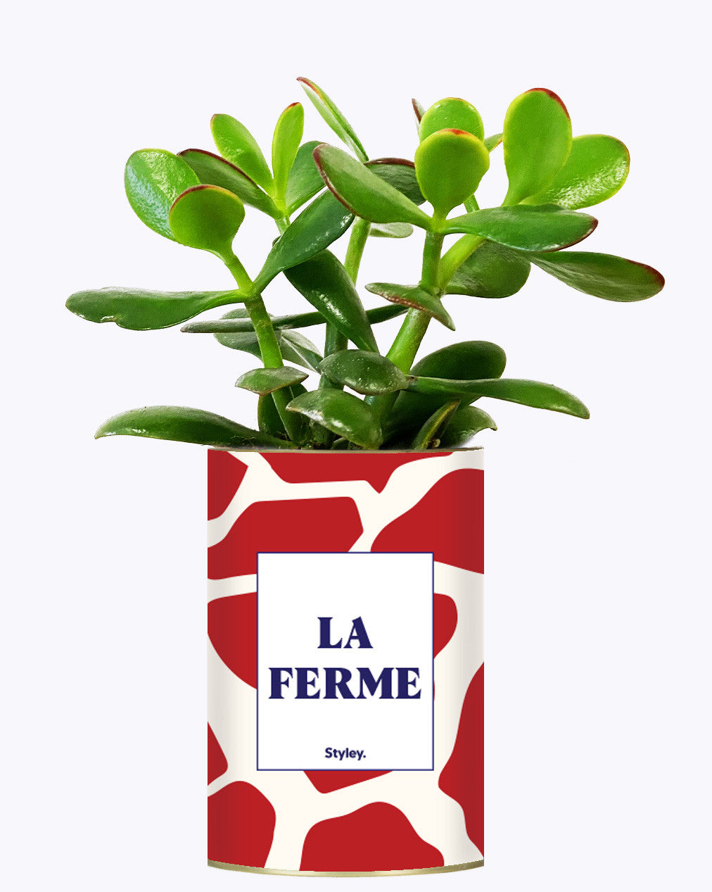 LA FERME - Cactus