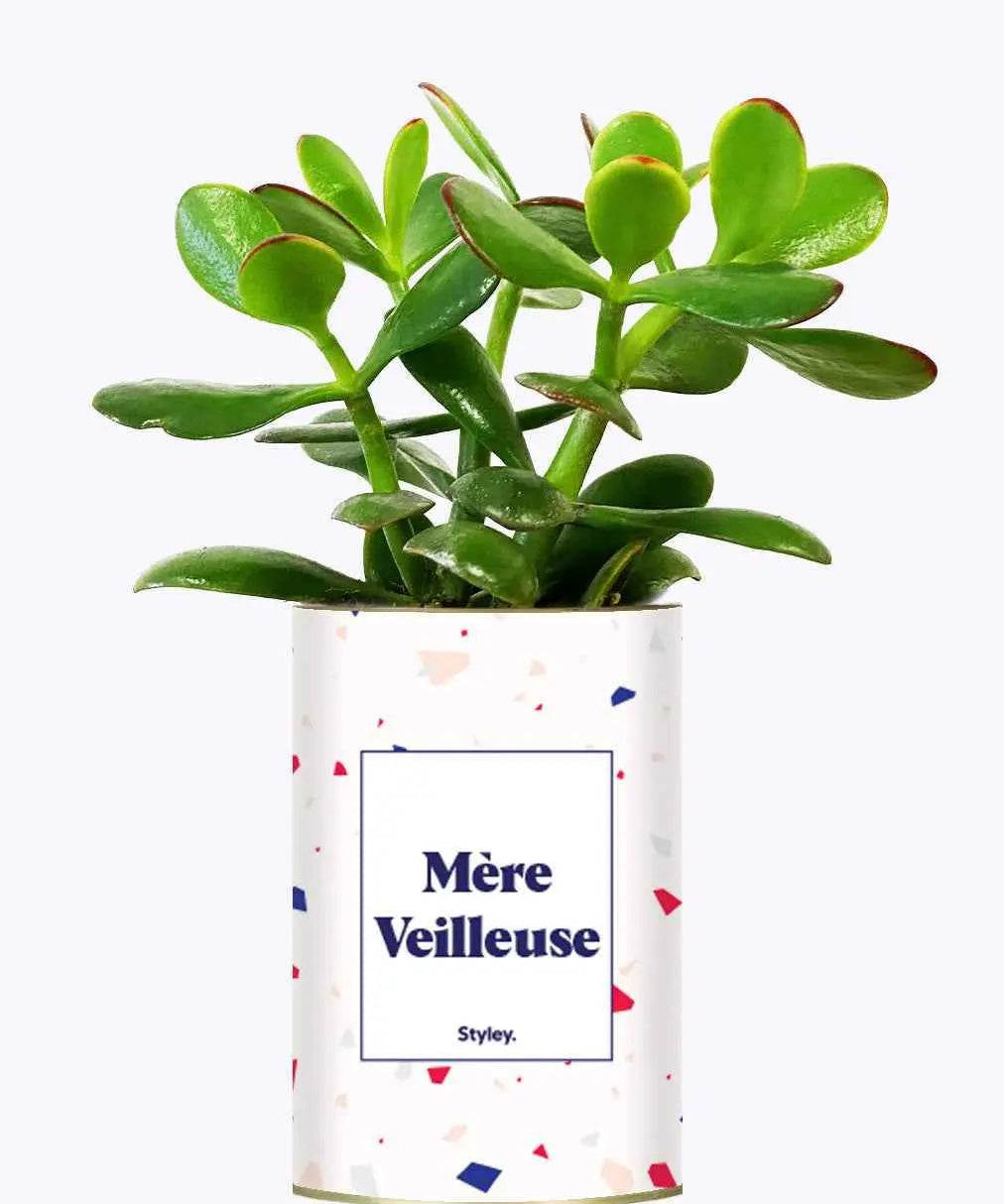 Mère Veilleuse - Plante Crassula varié