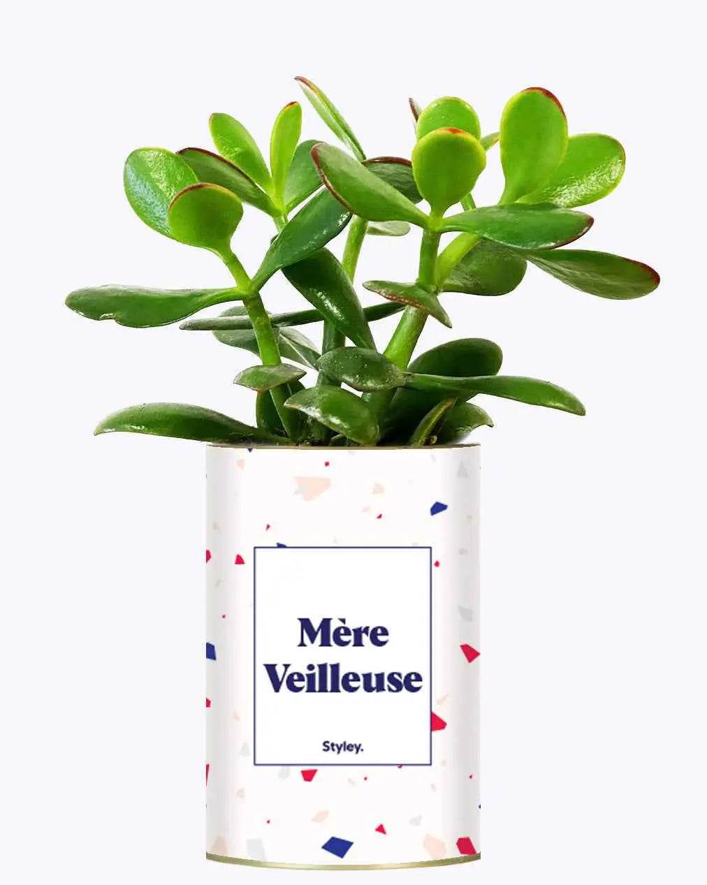 Mère Veilleuse - Plante Crassula varié