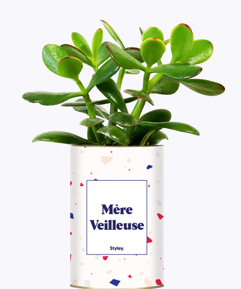 Mère Veilleuse - Cactus
