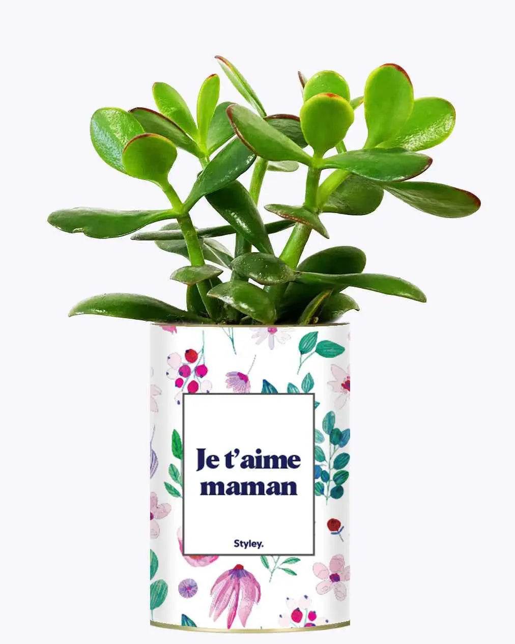 Je t'aime Maman - Plante Crassula varié