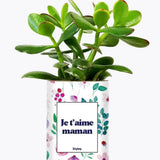 Je t'aime Maman - Plante Crassula varié