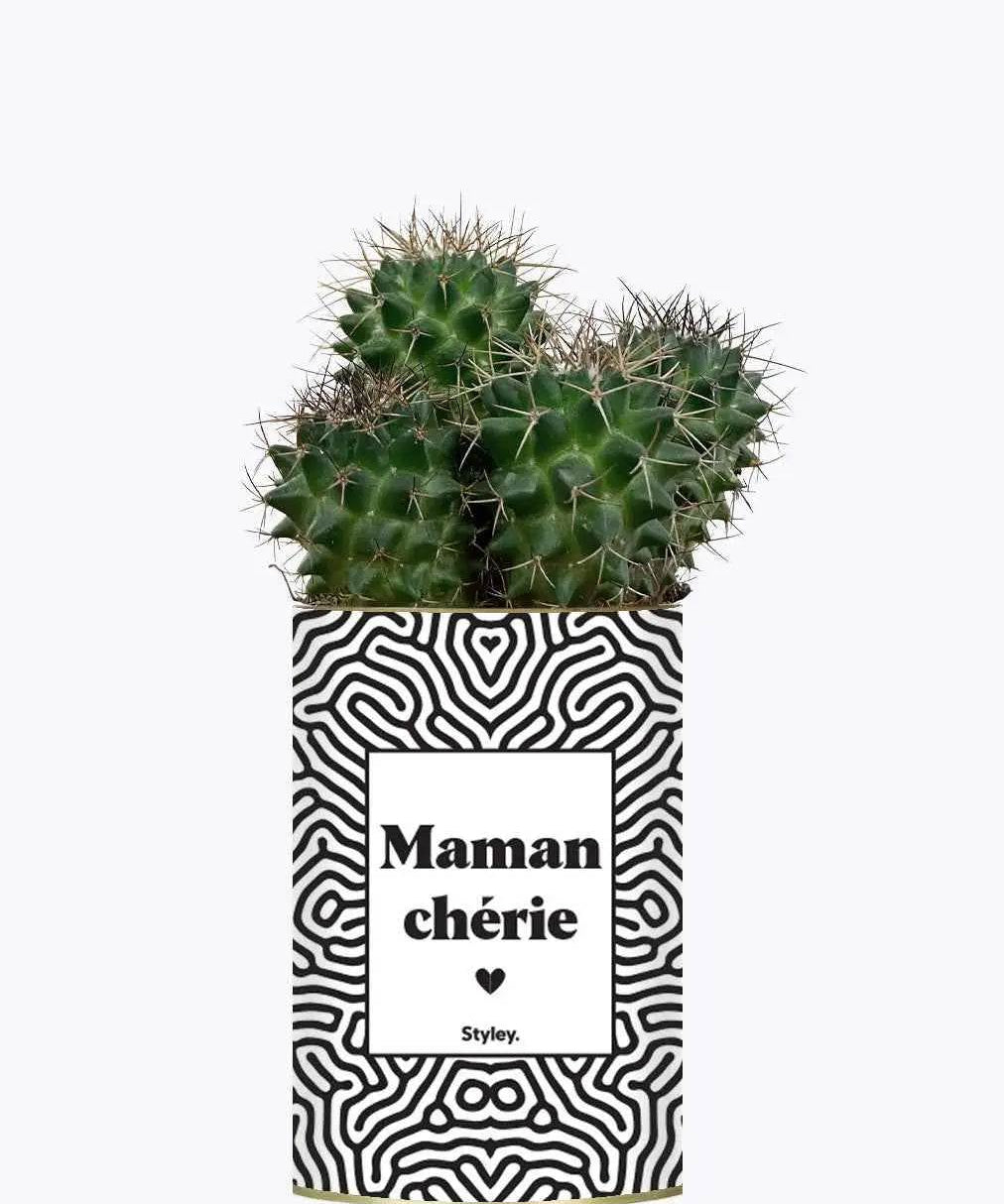 Maman Chérie - Plante Cactus varié
