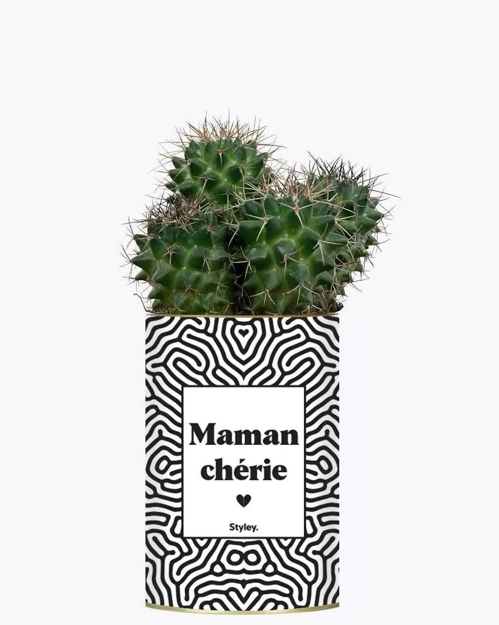 Maman Chérie - Plante Cactus varié