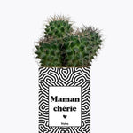Maman Chérie - Plante Cactus varié