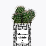 Maman Chérie - Plante Cactus varié