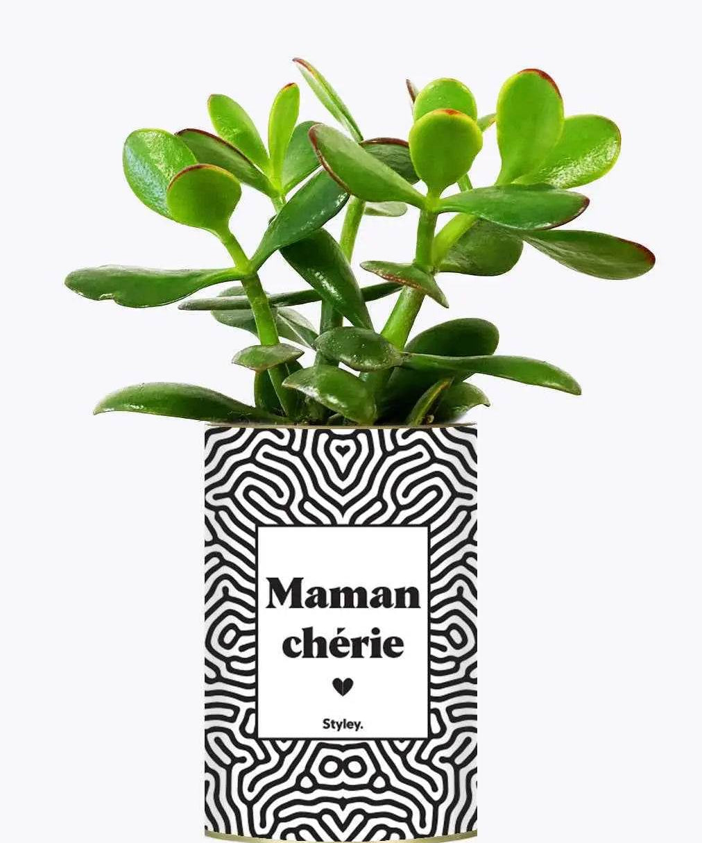 Maman Chérie - Plante Crassula varié